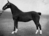 broodmare Hurstwood Starlight (Hackney (horse/pony), 1945, from Warwick Footlight)