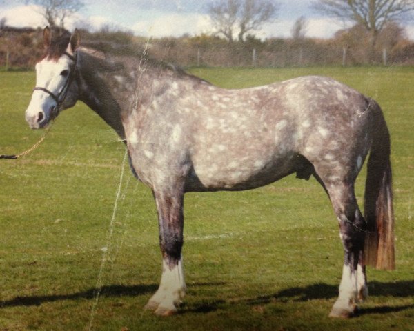 stallion Bonmahon Decies (Irish Sport Horse, 1998, from Glidawn Diamond)