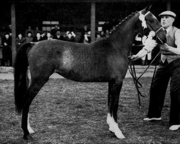 broodmare Oakroyd Duchess (Hackney (horse/pony), 1952, from Broompark Sir John)