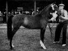 Zuchtstute Oakroyd Duchess (Hackney (Pferd/Pony), 1952, von Broompark Sir John)