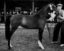 Zuchtstute Oakroyd Duchess (Hackney (Pferd/Pony), 1952, von Broompark Sir John)