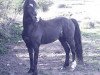 stallion Hurstwood Sunbeam (Hackney (horse/pony), 1991, from Hurstwood Consort)