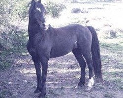 stallion Hurstwood Sunbeam (Hackney (horse/pony), 1991, from Hurstwood Consort)