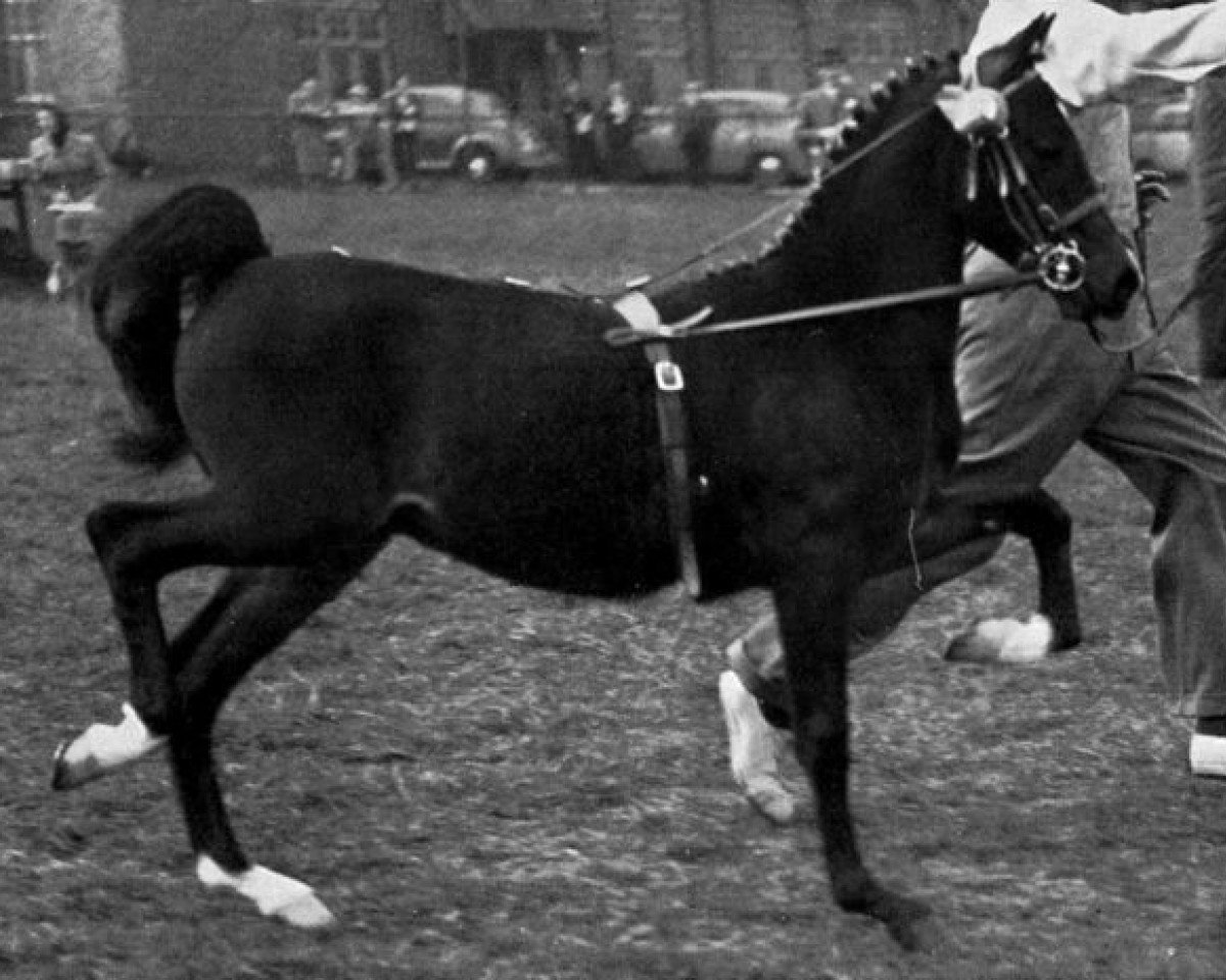 stallion Earlswood Play Boy (Hackney (horse/pony), 1956, from Oakwell Sir James)
