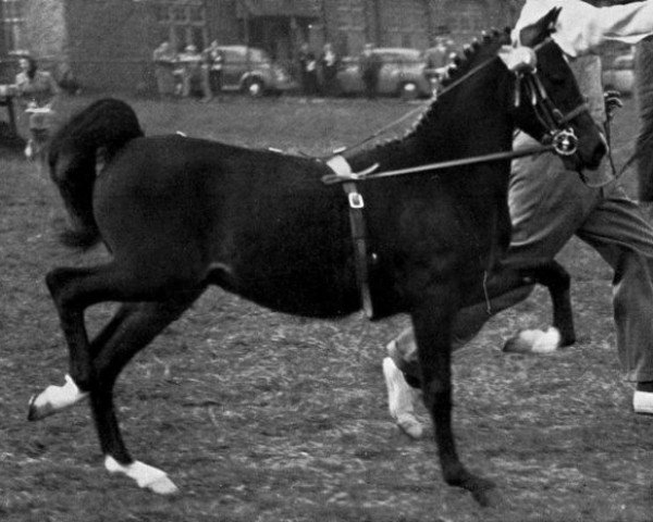 Deckhengst Earlswood Play Boy (Hackney (Pferd/Pony), 1956, von Oakwell Sir James)