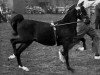 stallion Earlswood Play Boy (Hackney (horse/pony), 1956, from Oakwell Sir James)
