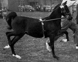 stallion Earlswood Play Boy (Hackney (horse/pony), 1956, from Oakwell Sir James)