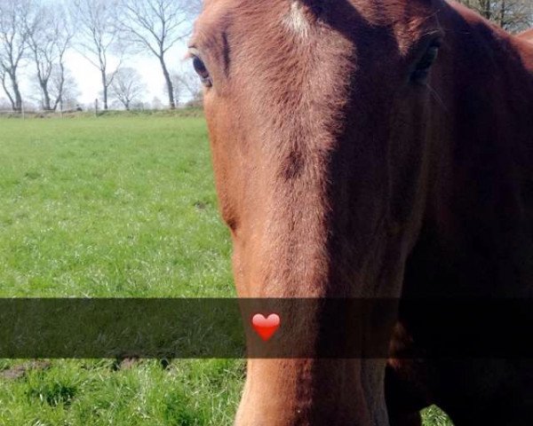 broodmare Whitney (Hanoverian, 1997, from Walt Disney II)