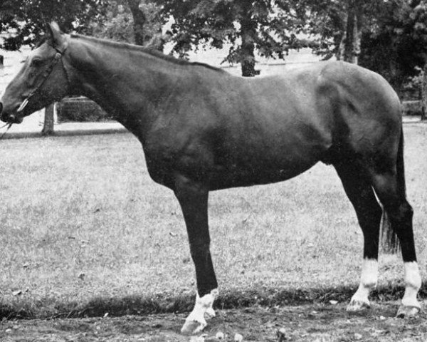 stallion Baccara (Selle Français, 1967, from Galopin VI xx)