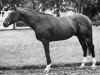 stallion Baccara (Selle Français, 1967, from Galopin VI xx)