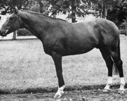 stallion Baccara (Selle Français, 1967, from Galopin VI xx)