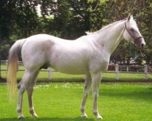 stallion Kim du Maury AA (Anglo-Arabs, 1986, from Samuel AA)