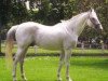 stallion Kim du Maury AA (Anglo-Arabs, 1986, from Samuel AA)