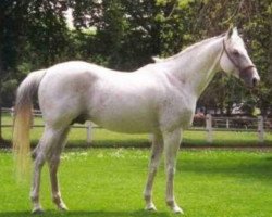 stallion Kim du Maury AA (Anglo-Arabs, 1986, from Samuel AA)