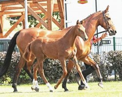 broodmare Cash (German Sport Horse, 2016, from Casalido)