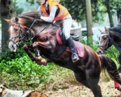 Dressurpferd Struckers Bianca (New-Forest-Pony, 1993, von Leuns Veld's Elegant)