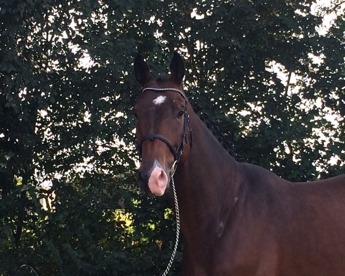 jumper Centos Quicki (Oldenburg show jumper,  , from Centadel)