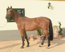 jumper Mastercard 3 (Oldenburg show jumper, 2013, from HH Messenger)