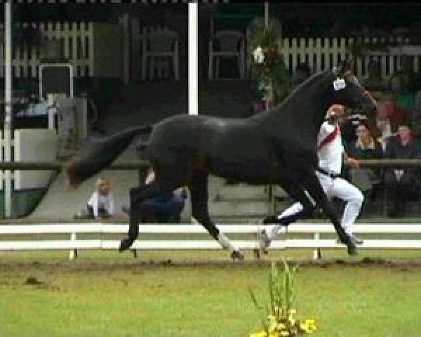 broodmare Vienna ST (KWPN (Royal Dutch Sporthorse), 2002, from Don Schufro)