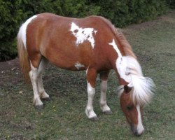 Springpferd Lilli (Shetland Pony, 2009, von Bobo)