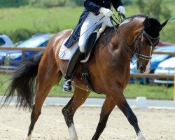 dressage horse Quenzel (German Sport Horse, 2008, from Quaterback)