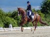 dressage horse Dalou Shan (Oldenburg, 2005, from De Kooning)