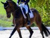 dressage horse Sacre Coeur (Hanoverian, 2005, from Sir Donnerhall I)