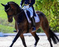 dressage horse Sacre Coeur (Hanoverian, 2005, from Sir Donnerhall I)