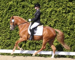 dressage horse Coco Chanel 233 (German Riding Pony, 2010, from NK Cyrill)