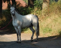 jumper Norlunds Trader (Connemara Pony, 2000, from Tootle U)