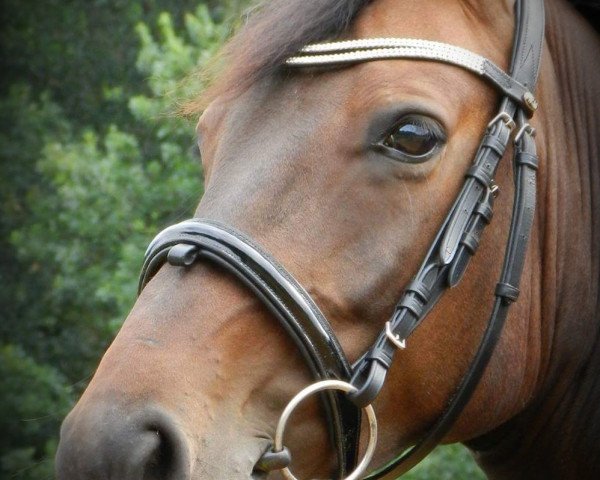 dressage horse Donna Luciana (Hanoverian, 2010, from Don Marcello)