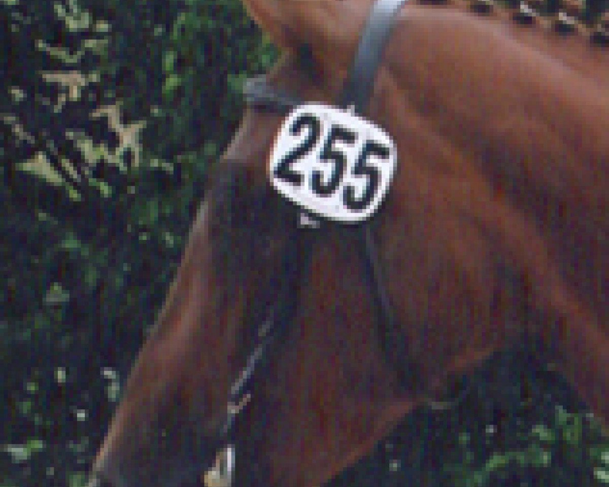 broodmare Riovera (Bavarian, 2001, from Del Piero)