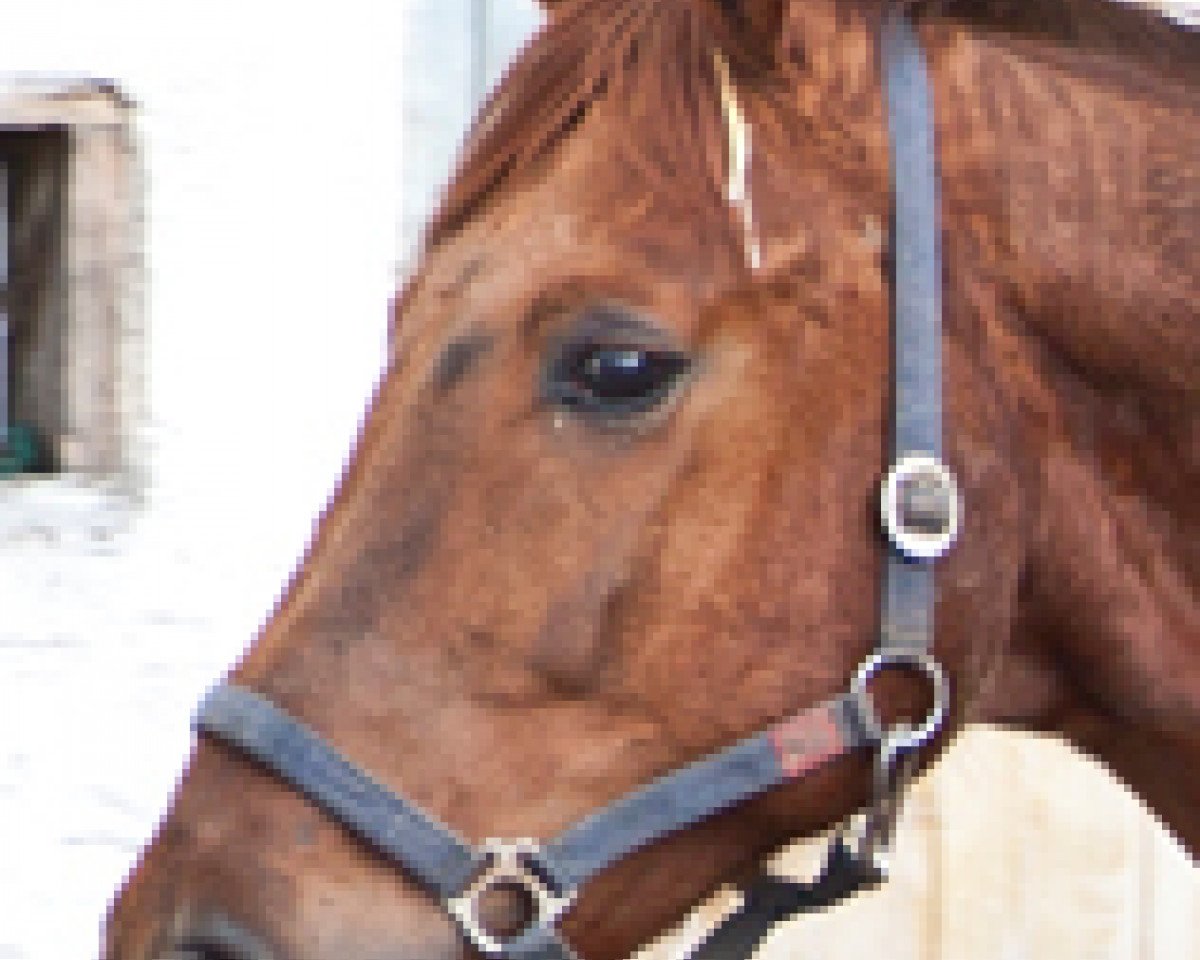 broodmare Wilde Hilde (Hanoverian, 1996, from Carbid 3)