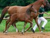 Springpferd Baobab (Deutsches Sportpferd, 2016, von Blockbuster)