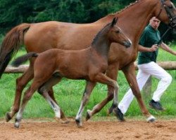 Springpferd Baobab (Deutsches Sportpferd, 2016, von Blockbuster)