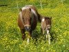 Zuchtstute Marina (Shetland Pony, 2005, von Benston Fergus)