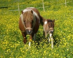 broodmare Marina (Shetland Pony, 2005, from Benston Fergus)