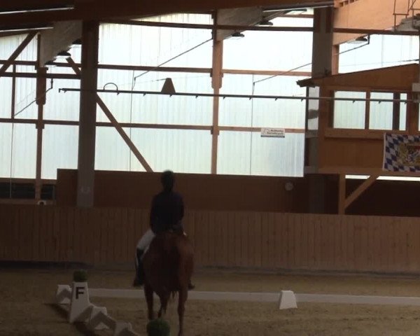 Reitturnier Grafenrheinfeld 2019
