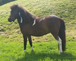 Zuchtstute Whiteside Manuela H (Shetland Pony, 2012, von Weshorns Harvel)