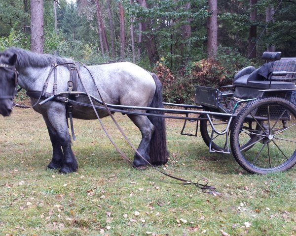 Pferd Silver (Brabanter/Belgisches Kaltblut,  )