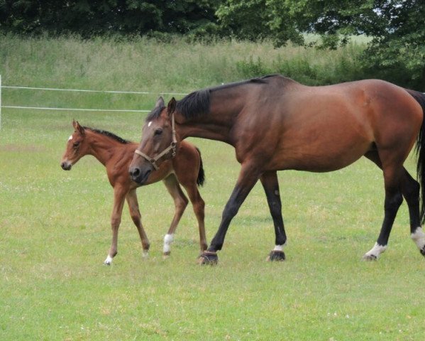 horse Josefine (Hanoverian, 2014, from Juventus)