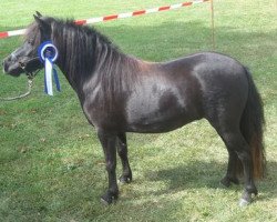 Zuchtstute Leonie (Shetland Pony, 2014, von Aron van de Bekkenkamp)