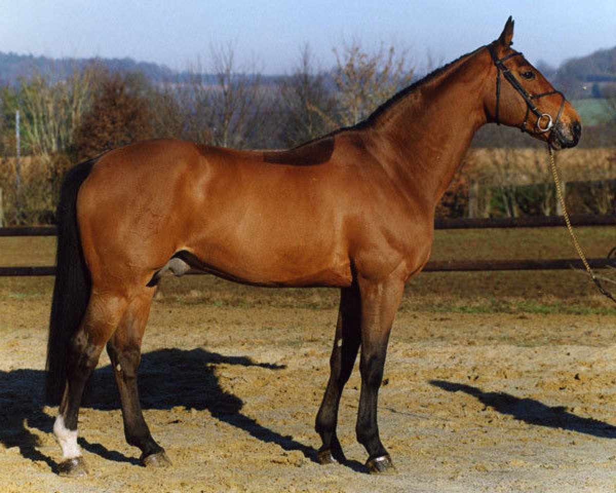 stallion Dollar du Murier (Selle Français, 1991, from Jalisco B)