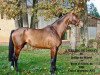 stallion Sterling de Jarsay (Selle Français, 2006, from Dollar du Murier)