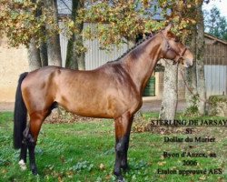 stallion Sterling de Jarsay (Selle Français, 2006, from Dollar du Murier)