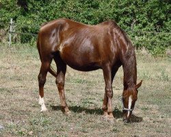 broodmare Jesabelle d'Elle (Selle Français, 1997, from Ryon d'Anzex AA)