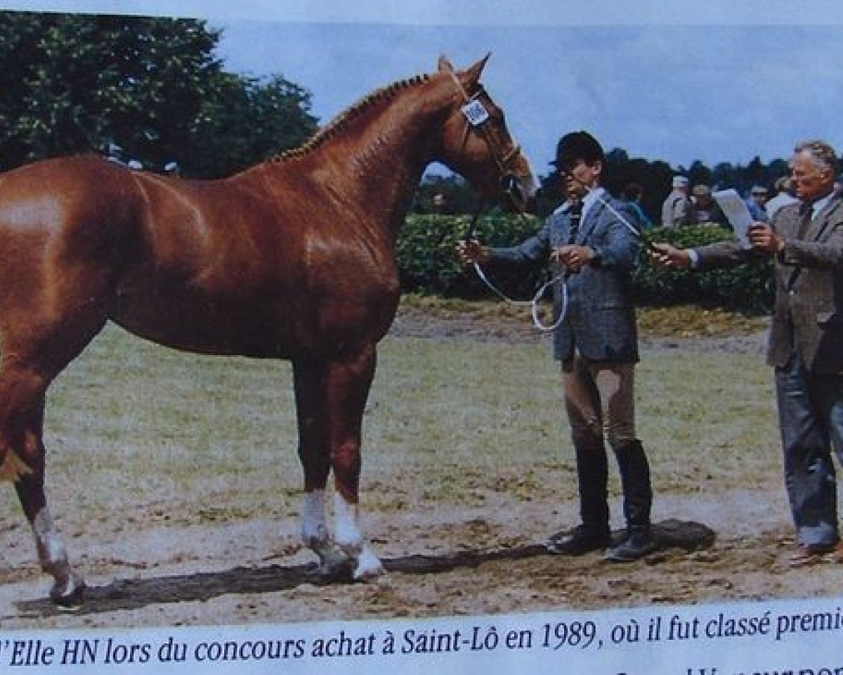 Deckhengst Univers d'Elle (Selle Français, 1986, von Grand Veneur)