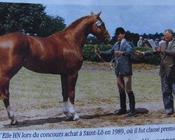 stallion Univers d'Elle (Selle Français, 1986, from Grand Veneur)