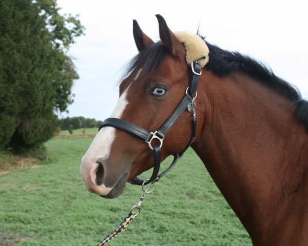 jumper Duke of Blue (Holländisches riding ponies, 2009)