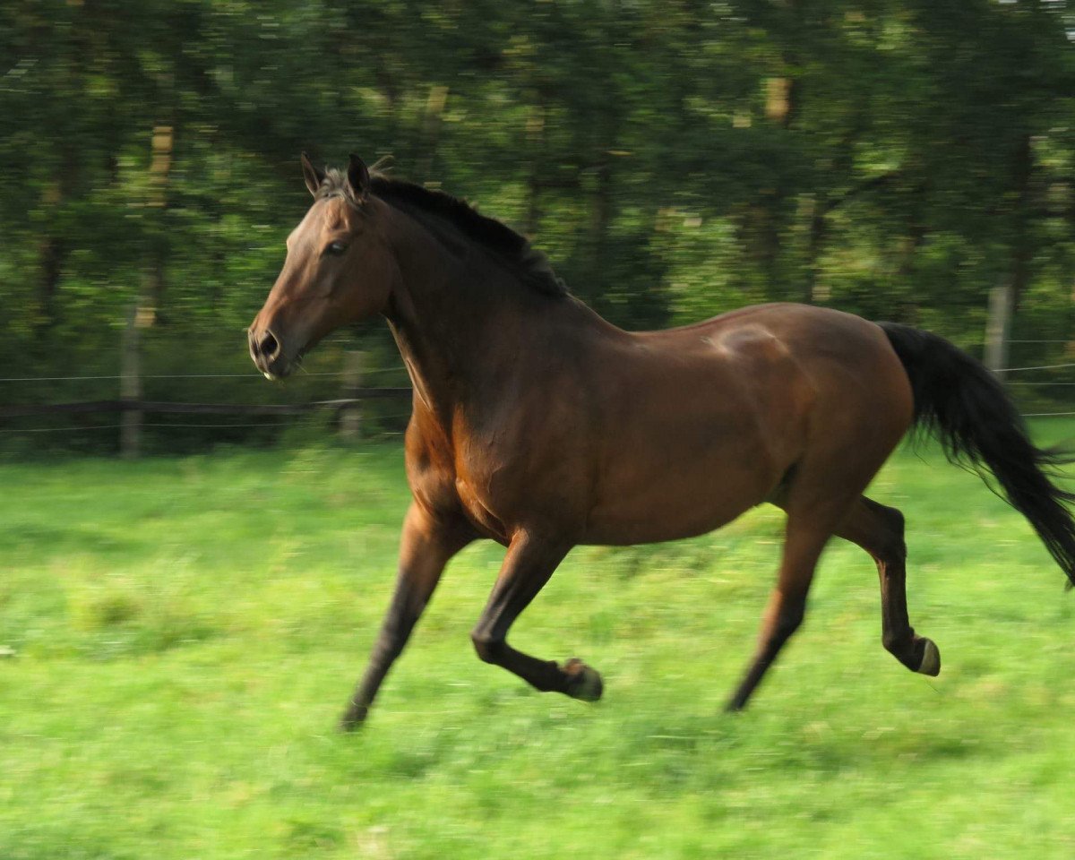 Springpferd Jolly Jumper 100 (Deutsches Reitpony, 1996, von Namajan)